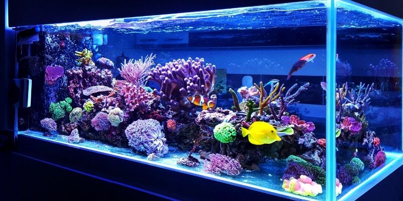 aquarium affiliate programs