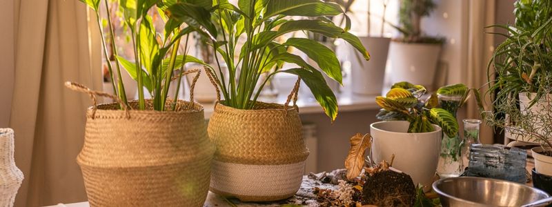 Indoor gardening and hydroponics